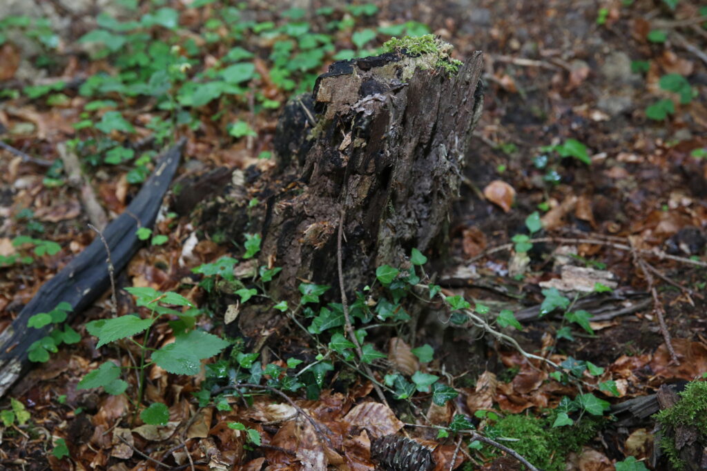 Alte Baumstämme im Wald als Teil der natürlichen Walderneuerung und des Kreislaufs von Alt und Neu