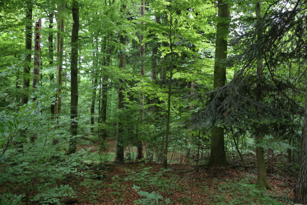 Walk and Talk im Chiemgau als Verbindung von Bewegung, Natur und persönlicher Entwicklung